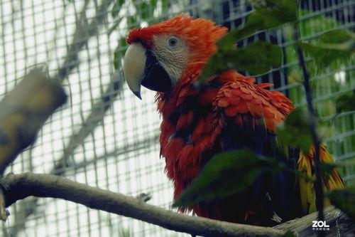 笼中欲鸟  第2张