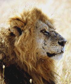 雄狮2,荣耀重生,王者归来 第2张 雄狮2,荣耀重生,王者归来 第2张