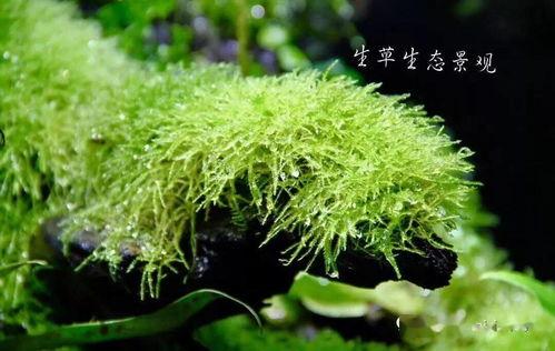 青苔花开,探寻自然之美与生命奇迹 第2张 青苔花开,探寻自然之美与生命奇迹 第2张