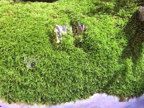 青苔花开,探寻自然之美与生命奇迹 第3张 青苔花开,探寻自然之美与生命奇迹 第3张